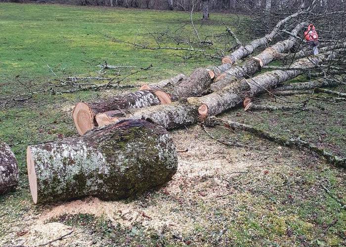 lagage-et-abattage-à-Scey-sur-Saône-et-Saint-Albin  - 02