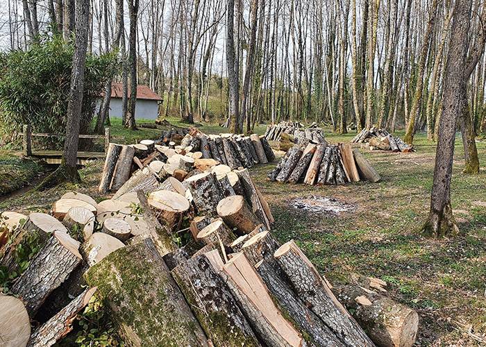 lagage-et-abattage-à-Scey-sur-Saône-et-Saint-Albin  - 05